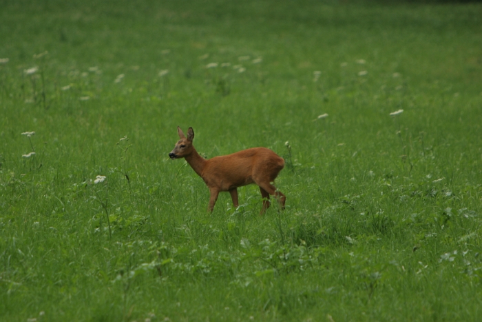 Chevreuils au chalet - 008